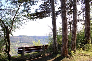 Fototapeta premium Forest Viewpoint Bench
