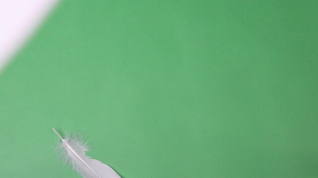 Feathers. Slow Motion of white feathers or bird wings falling against green screen background studio. Slowmotion soft feather falling down on air slowly to ground on greenscreen backdrop chroma key.