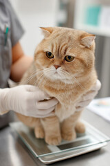 Fluffy orange cat on a scale in a cozy home