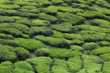 Rolling hills of vibrant green tea bushes at a plantation in the Cameron Highlands, Malaysia. Evokes the serenity of agricultural landscapes and the freshness of highland nature