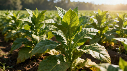 Mature tobacco plants growing in sun-drenched field. gardening catalogs, home-decor guides, designed for home decor and floral branding, celebrates nature.