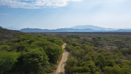 Fototapeta premium Dry tropical forest landscape in Lambayeque, Peru, highlighting native vegetation and the unique equatorial ecosystem of northern Peru