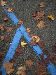 Camminare e fotografare le bellezze dell'Italia. Linee blu di un parcheggio con foglie autunnali