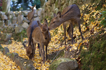 秋の宮島：イチョウの落ち葉と戯れるシカの群れ