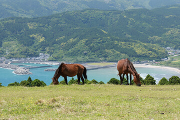 都井岬の絶景：海を背景に草を食む野生馬