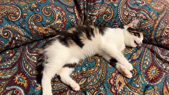 High angle top down aerial shot looking straight down at a calico kitten stretching and relaxing completely asleep on a colorful patterned comforter feline, domestic animal, tranquil