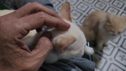 Person Gently Caressing a Cat's Ear