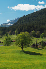Vertical landscape green field with trees, in countryside Switzerland 