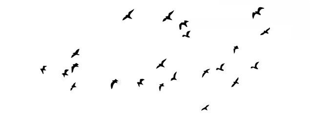 Silhouetted Birds in Flight A...