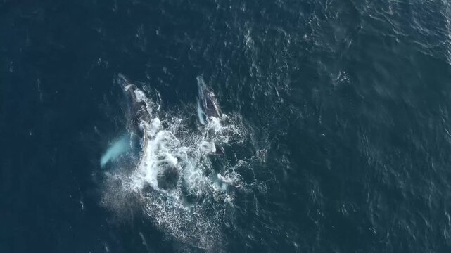 Aerial view of dark whales swimming, creating white water turbulence, a breathtaking contrast against the deep blue ocean, Ponta do Ouro, Maputo Province, Mozambique.