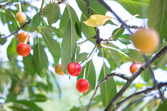 Pil&eacute;n, Cauquenes, Chile - December 7, 2025: Sour cherries grow on the guindo tree (Prunus cerasus), a fruit tree that produces smaller and more acidic fruits than cherries.