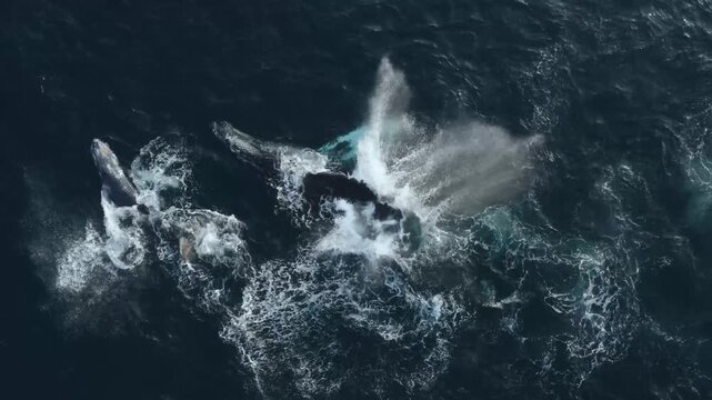 Aerial view of a massive whale breaching the dark blue ocean surface, creating a dramatic display of white water and contrasting tones, Ponta do Ouro, Maputo Province, Mozambique.