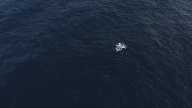 Aerial view of whales surfacing in the vast, dark blue ocean, their spouts creating contrasting white plumes against the deep water, Ponta do Ouro, Maputo Province, Mozambique.