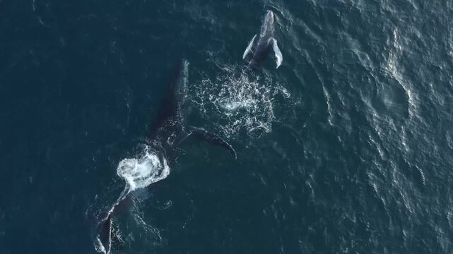 Aerial view of whales breaching the surface, creating white splashes against the deep blue of the ocean, Ponta do Ouro, Maputo Province, Mozambique.