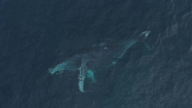 Aerial view of a whale gliding through the deep blue ocean waters, its massive form creating subtle ripples in the surface, Ponta do Ouro, Maputo Province, Mozambique.
