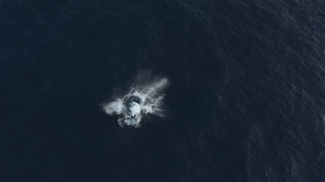 Aerial view of a whale breaking the surface, creating a splash of white foam against the deep blue ocean, Ponta do Ouro, Maputo Province, Mozambique.
