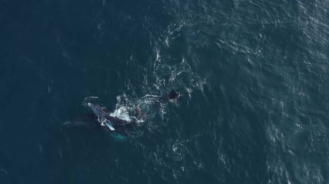 Aerial view of whales swimming in the deep blue sea, contrasting the dark bodies with the lighter water, Ponta do Ouro, Maputo Province, Mozambique.