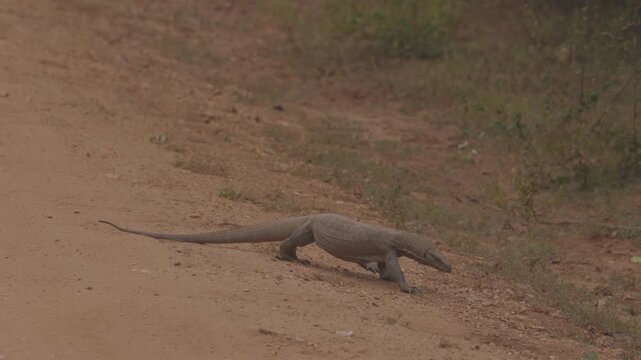 Bengal Monitor Lizard Varanus walking across a dirt road in natural habitat. Wild reptile in Slow motion, tropical wildlife behavior, perfect for nature documentaries. ProRes 422 10 bit C-LOG video.