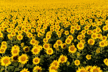 Beautiful yellow color sunflower in the agriculture farm background