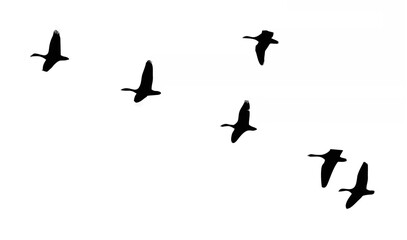 Canada geese flying in format... © sonu