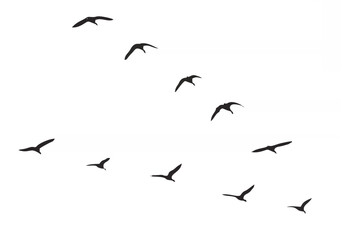 Canada Geese flying in V-form... © sonu