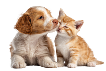 Sweet puppy kissing kitten with tender affection isolated on transparent background