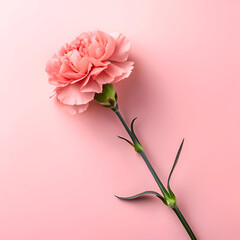 Pink Carnation Bloom