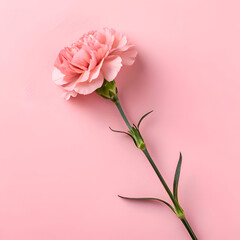 Pink Carnation Bloom