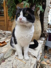 Cat in saint paul de vence Medieval village in provence france in xmas season