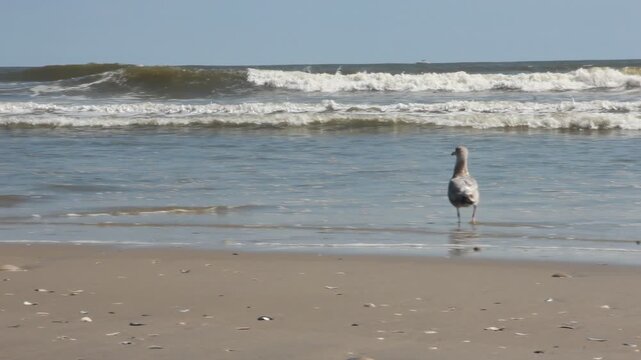 A peaceful scene of a lone seagull walking along a sunlit sandy beach. background features the rhythmic motion of ocean waves crashing onto the shore, capturing a serene moment in a coastal habitat