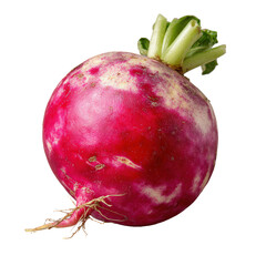 Fresh Radish Isolated on Gray Background
