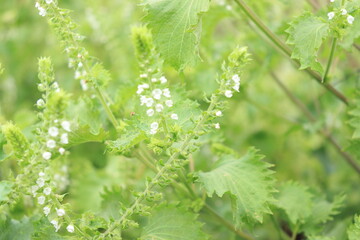 シソの花の写真