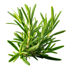 Fresh Rosemary Herb Bundle Isolated on White Background