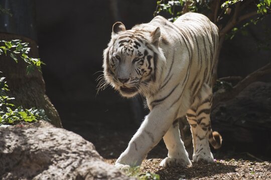 White tiger (Panthera tigris), Loro Park, Tenerife, Spain
