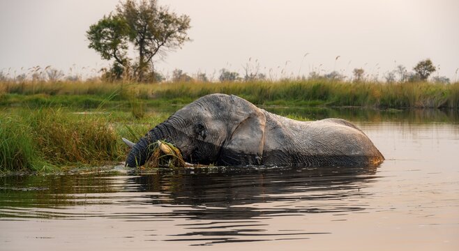 African elephant (Loxodonta africana) grazing in the swamp, Xakanaxa Lagoon, Okavango Delta, Moremi Game Reserve, Botswana