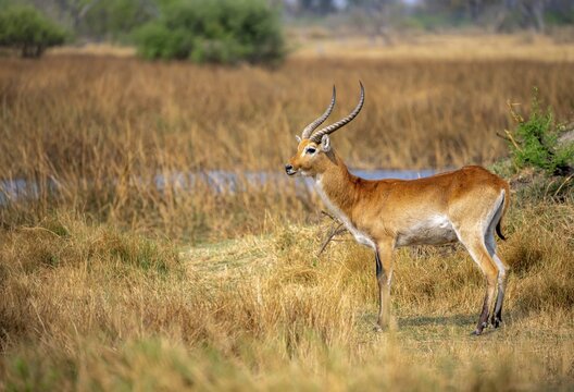 Letschwe or lychee moor antelope (Kobus leche), adult male, Xakanaxa, Okavango Delta, Moremi Game Reserve, Botswana