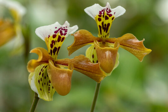 Large flowers of the Paphiopedilum, Venus slipper on natural green background