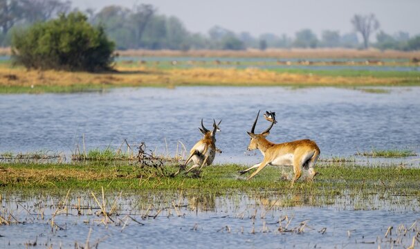 Letschwe or lychee moor antelope (Kobus leche), adult male running, Xakanaxa, Okavango Delta, Moremi Game Reserve, Botswana
