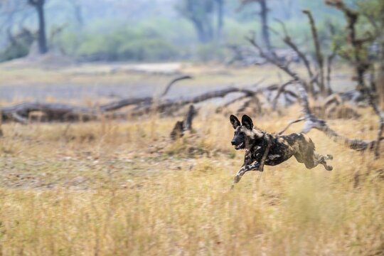 African wild dog (Lycaon pictus) running, hunting, Xakanaxa, Okavango Delta, Moremi Game Reserve, Botswana
