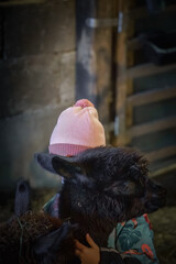 Naklejka premium Unrecognizable child hugging fluffy black alpaca in rustic barn, capturing pure childhood tenderness and animal bond, perfect for farm tourism ads.