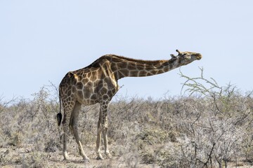 Angola giraffe (Giraffa giraffa angolensis) eating happily and with relish, Etosha National Park, Namibia