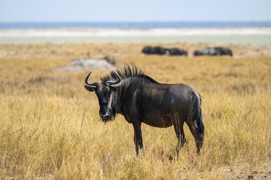 Blue wildebeest (Connochaetes taurinus), Etosha National Park, Namibia