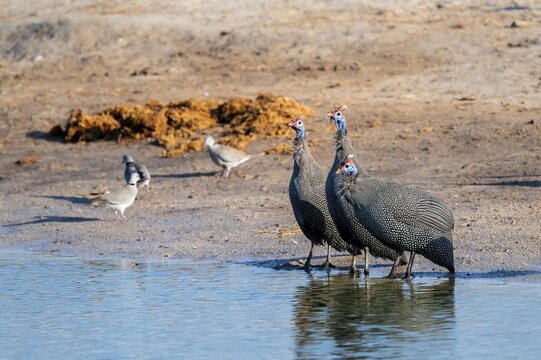 Helmeted guinea fowl (Numida meleagris), Savuti, Chobe Nationalpark, Botswana