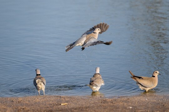 Eurasian collared dove (Streptopelia decaocto) at waterhole, Savuti, Chobe Nationalpark, Botswana