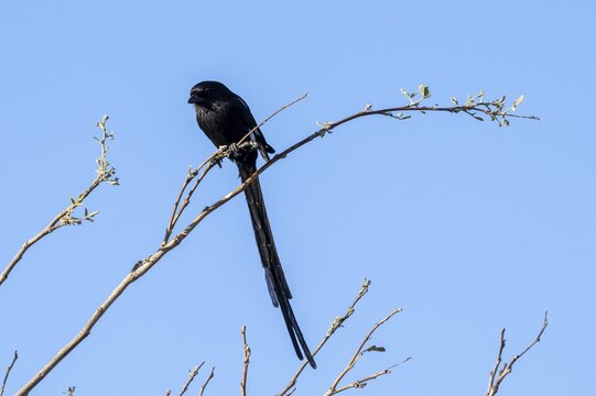 Magpie Shrike (Urolestes melanoleucus), also known as the African long-tailed shrike, Savuti, Chobe Nationalpark, Botswana
