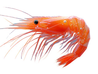 Fresh Shrimp Close-Up on Blue Background