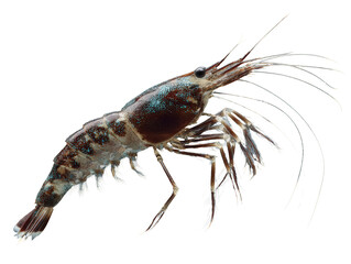 Close-Up of a Shrimp on Blue Background 
