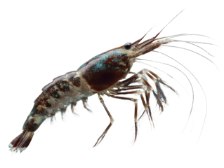 Close-Up of a Shrimp on Blue Background 