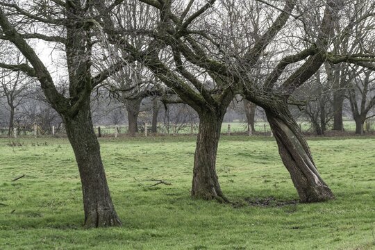 Willows (Salix) on a pasture, Emsland, Lower Saxony, Germany