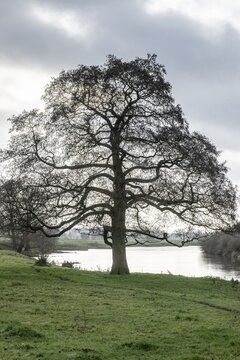Schwarzerle an der Ems, Emsland, Lower Saxony, Germany